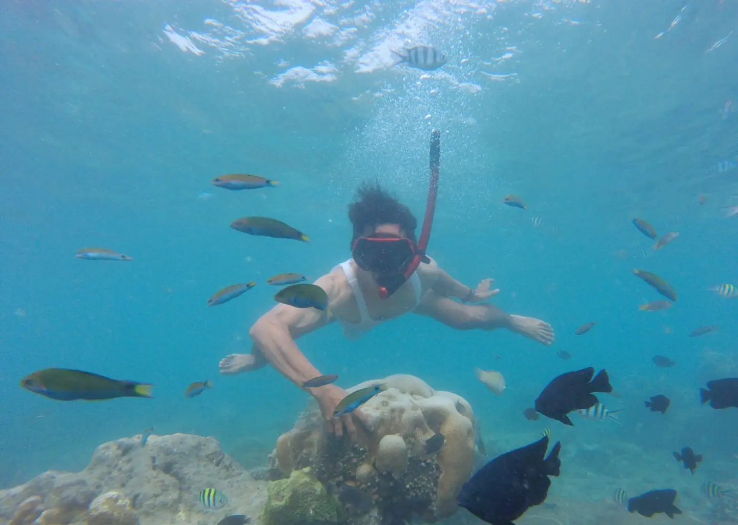 Kecantikan Pulau Kelapa 1