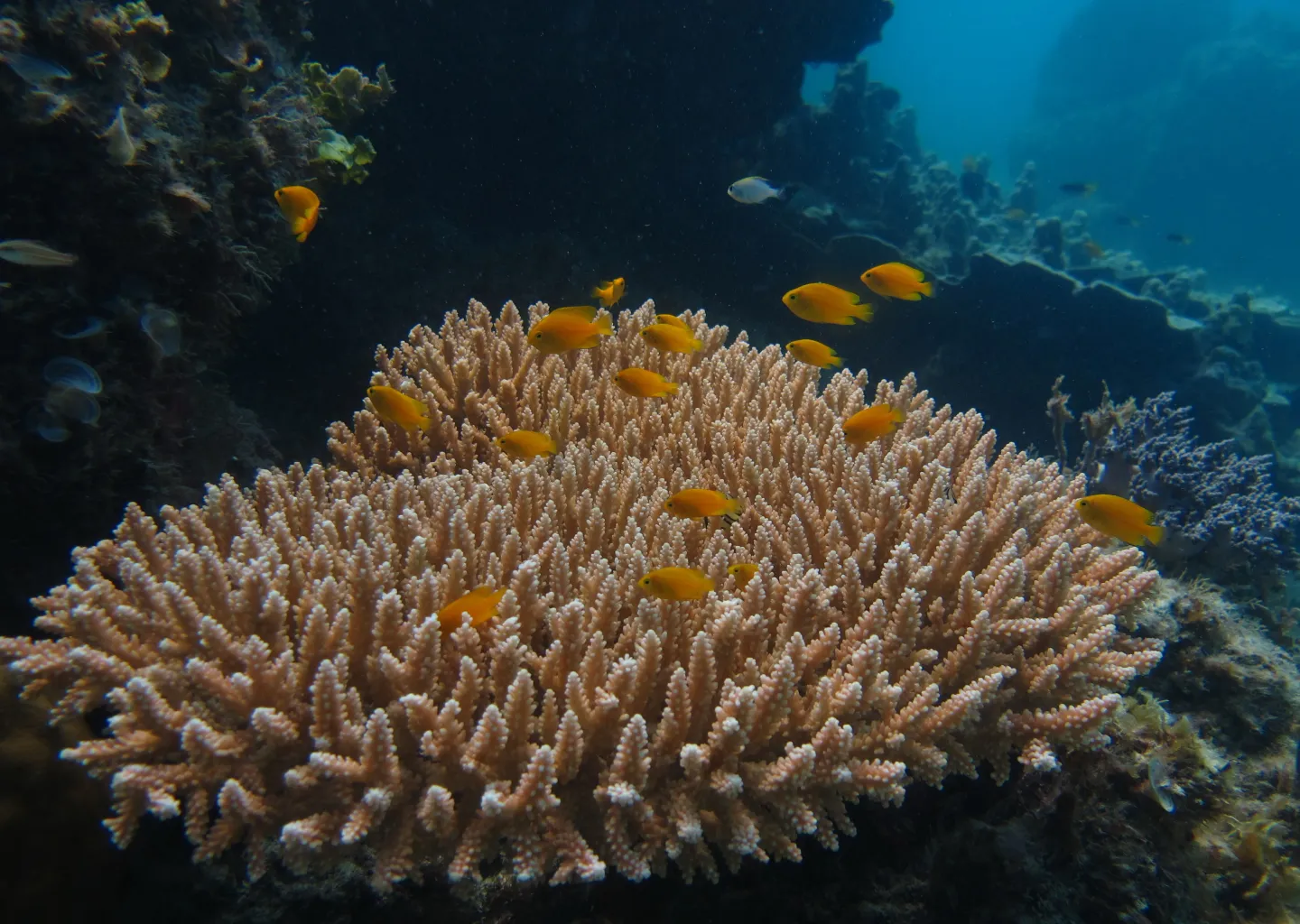 Snorkeling di Perairan Jernih