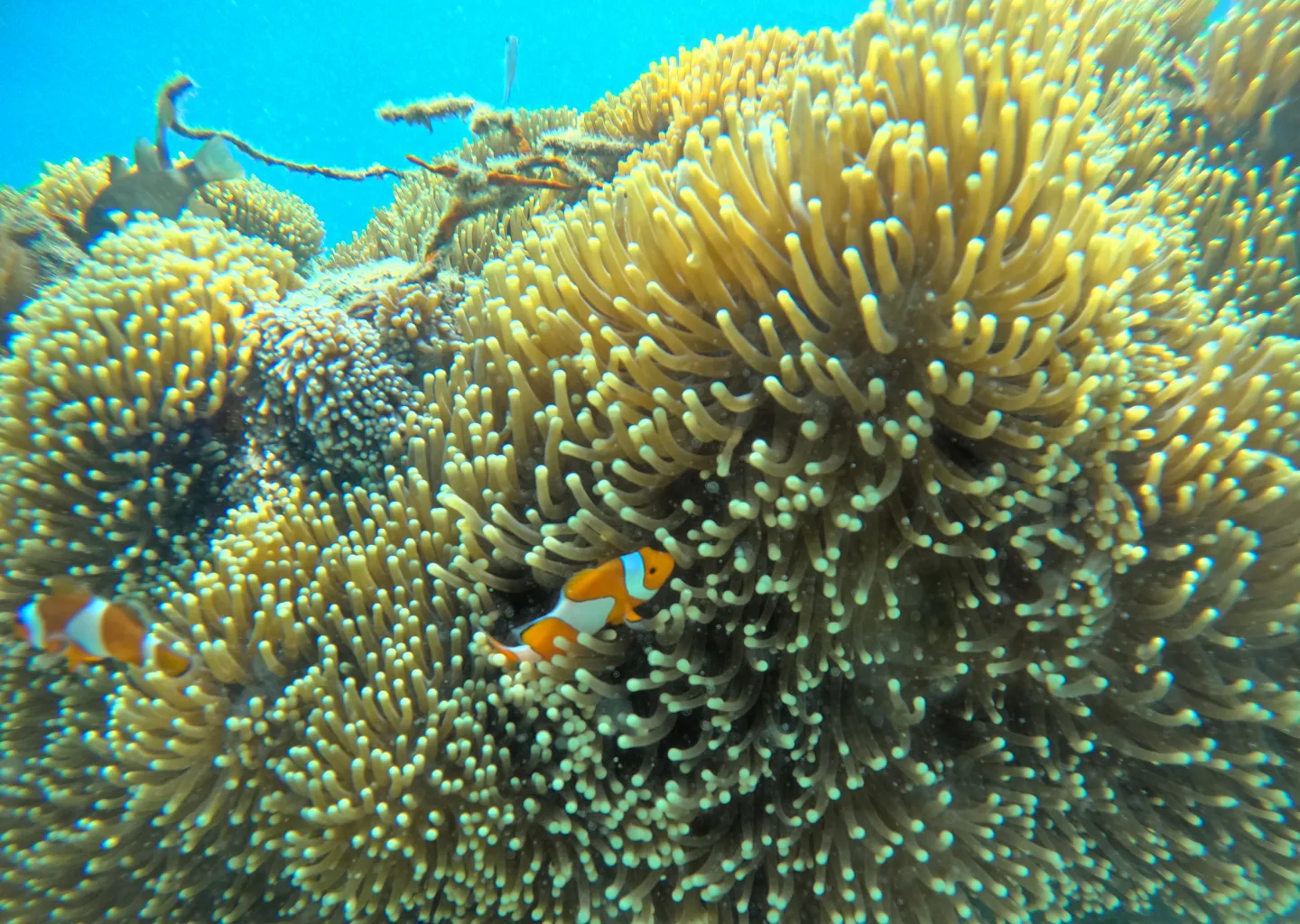 Pasir Putih Pramuka