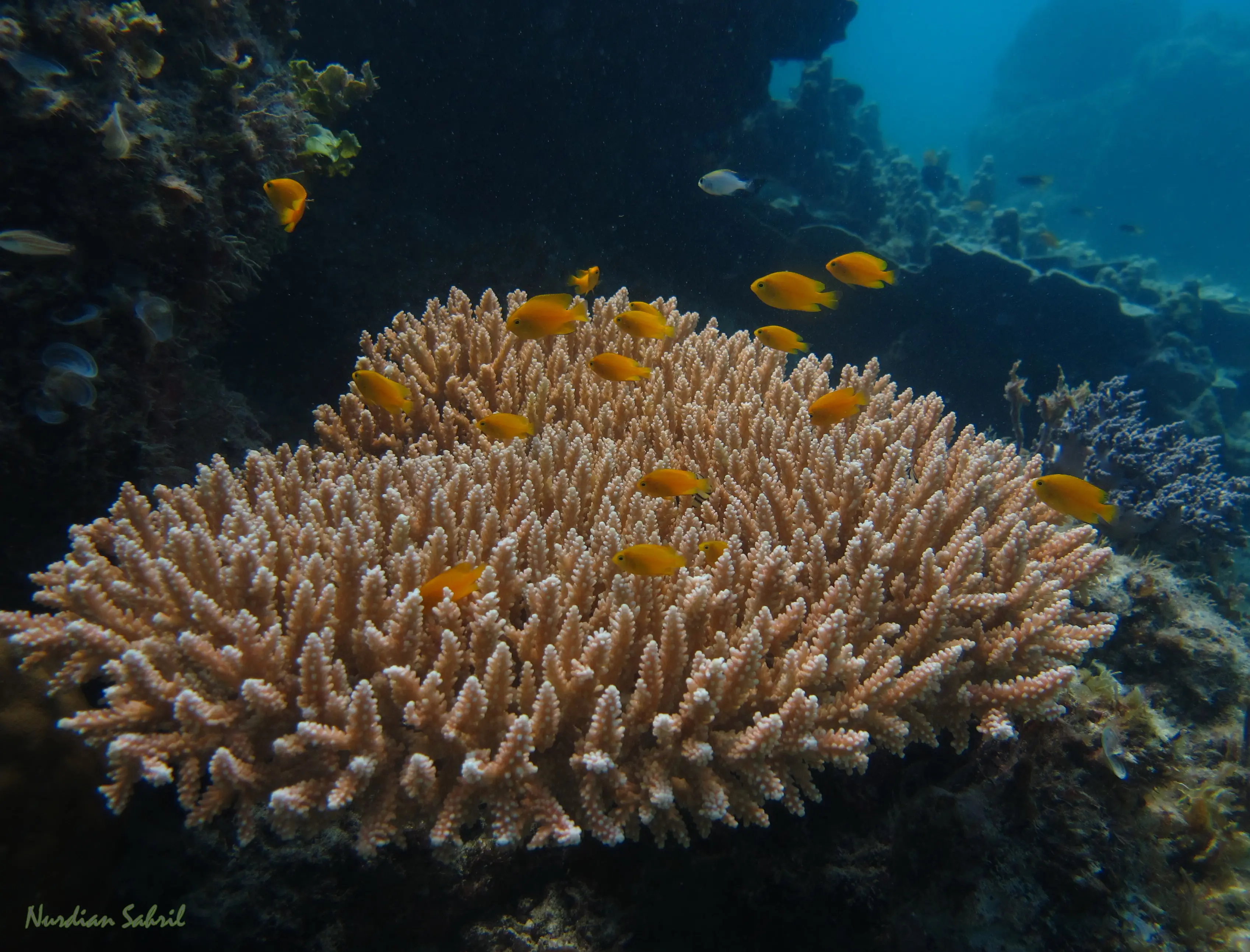Pemandangan Udara Pramuka